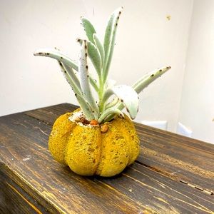 PUMPKIN / PLANTER - Homemade Decor